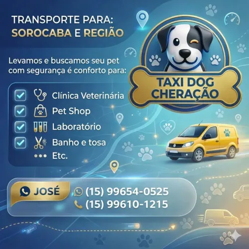 Táxi dog