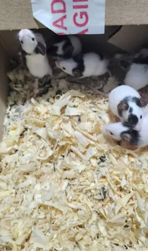 Topolinos puro