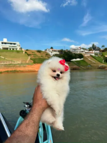 LULU DA POMERÂNIA URSINHO(SPITZ ALEMÃO)
