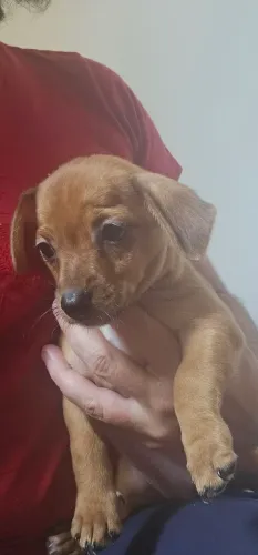 Cachorrinhos pincher fêmeas