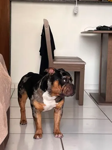 Canil SILVA VENDE CÃO AMERICAN BULLY "NO PRECINHO"!!!