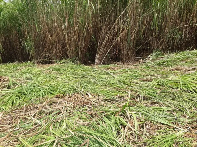 Capim açu b r s  Embrapa  0bs promoção 1 milheiro  mudas só 150 reais é  kurumi só 0,60