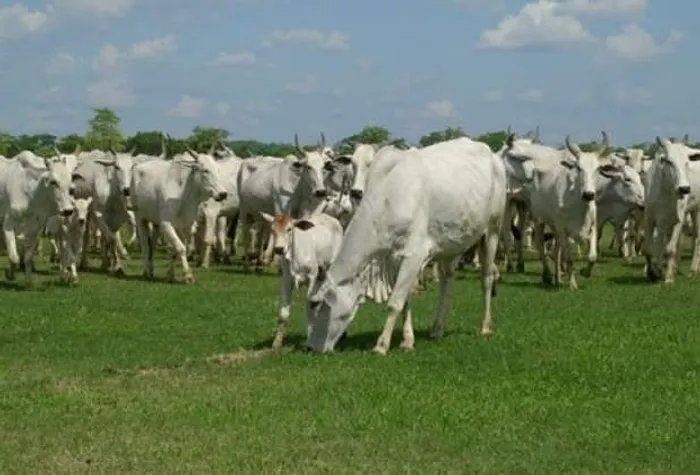 425 hectares Fazenda no Pará R$ 10 mil reais por hectare há 204 km de Castanhal
