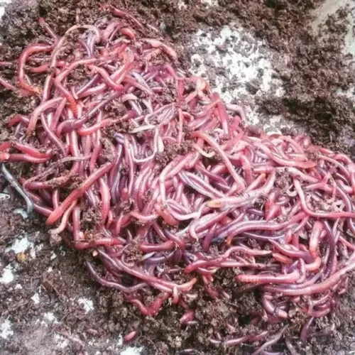 100 MINHOCAS CALIFORNIANAS VERMELHAS PARA COMPOSTAGEM E ALIMENTAÇÃO DE PEIXES R$ 45,00