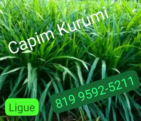 Capim brs kurumi e Brs capiaçu 