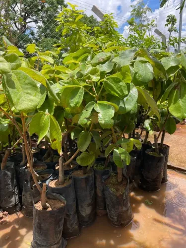 Mudas de Pequi Gigante Enxertado Sem Espinho