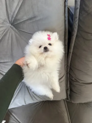 Filhote de Spitz Alemão Anão - alto padrão!