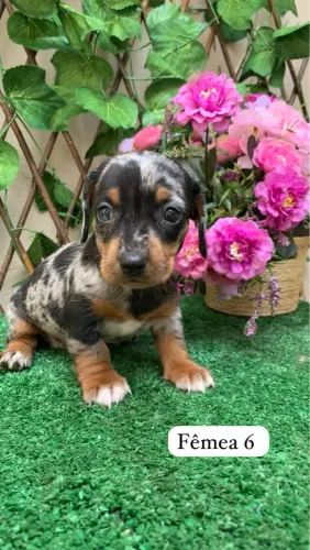 Basset Teckel - Surpreenda seu Pai com um Salsichinha Cheio de Amor