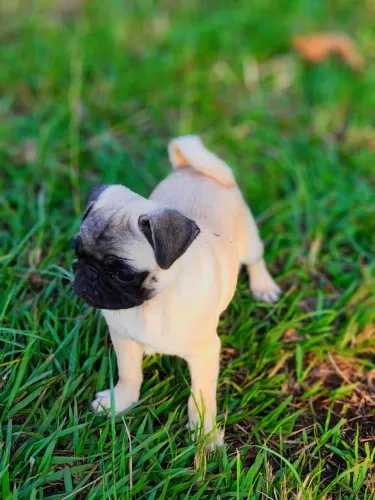 Pug - babys mini de verdade com declaração de pureza