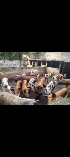 Porcos caipira