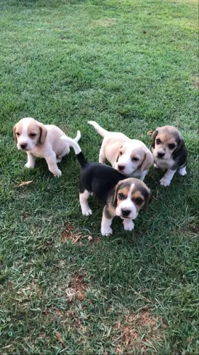 Beagle fêmea disponível