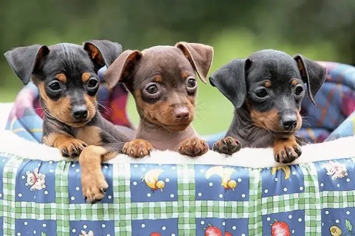 Fêmeas de Pinscher com 57 dias todas vacinadas e com pedigree a pronta entrega -Alberto