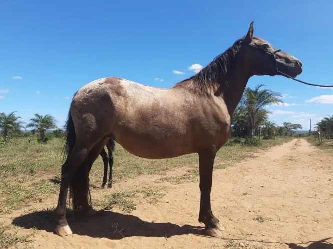 Égua Persa