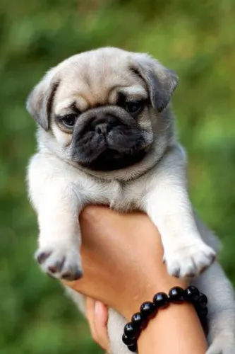 Pug filhote disponível um fofuxo muito gostoso 