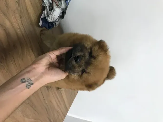 Chow-chow Vermelho/Creme/Dourado/Preto/Branco - todos no excelente padrão da raça