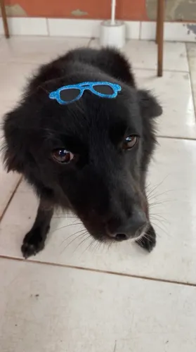 Doa-se cachorro adulto