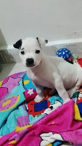 Vende se cachorro 