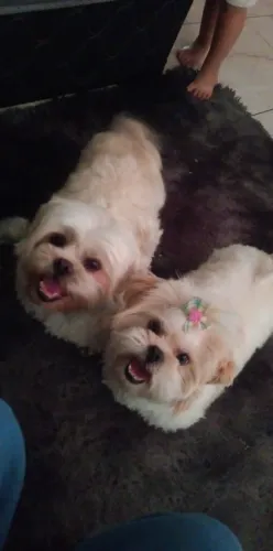 Lhasa Apso fêmea