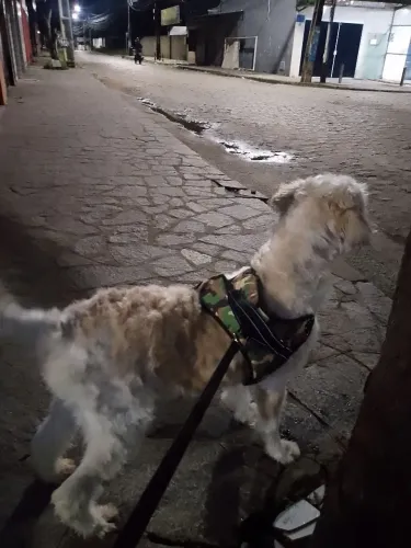 Pet para doação 