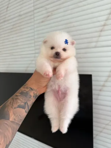 Lulu da Pomerania branco neve 