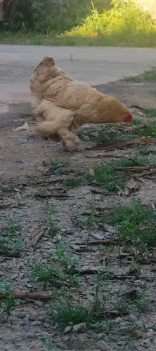 Casal de brahma
