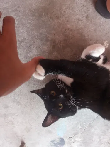 Doação de gato, castrado preto e branco