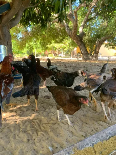 Frangos capoeira