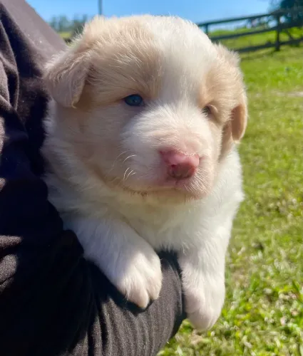 Filhotes de Border collie