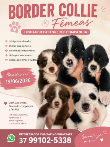 Filhotes Boder Collie linhagem pastoreio e companhia. 