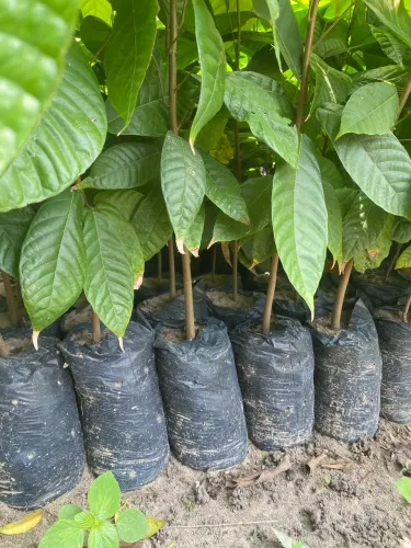 Mudas de cacau Híbrido