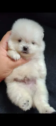 Luluzinho micro