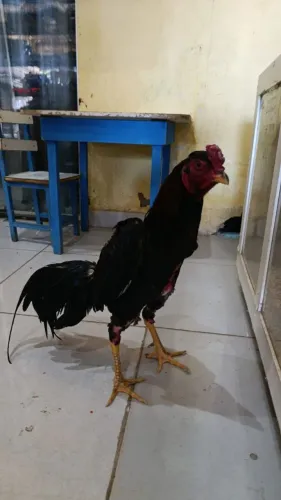 Galo Mura