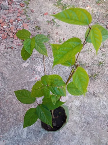 MUDAS DE PLANTAS.Brinco de princesa,Hellenia Speciosa,orai-pro-nobis,Pariri,pingo de ouro.