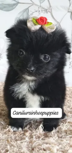 spitz alemão anão garanta hoje seu bebe entrega mediata