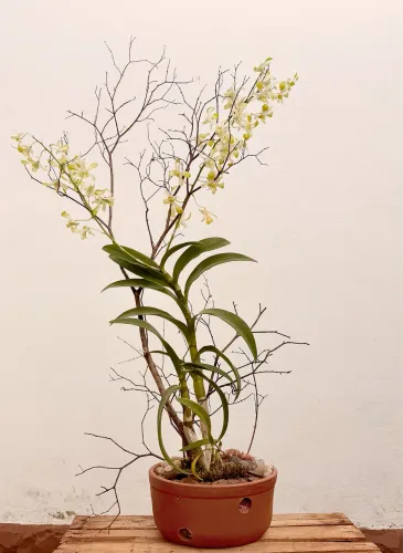 Arranjo de Orquídea Natural com Galho de Jabuticabeira (1m)
