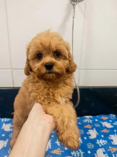 Filhote de Cavapoo macho Dourado