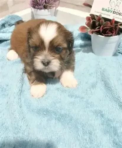shitzu x poodle