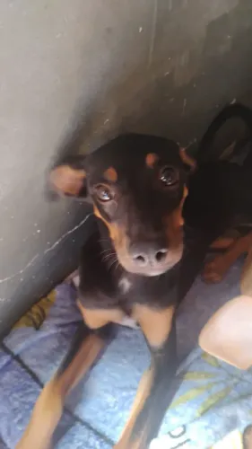 Doação cachorro
