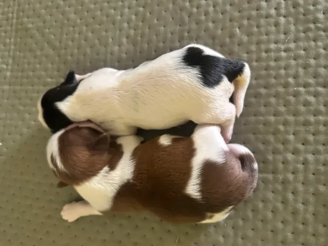 Filhotes de shihtzu