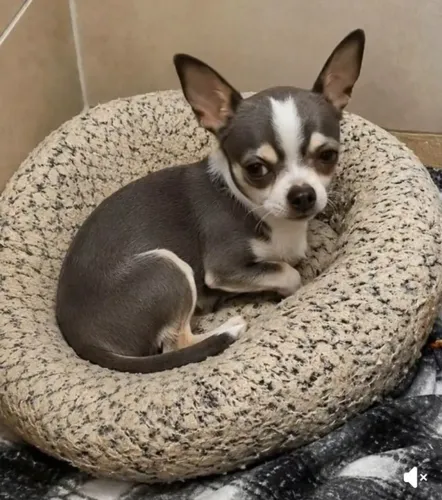 Chihuahua Alegrando Sua Rotina Com Presença