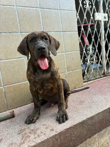 Filhote de Fila Brasileiro