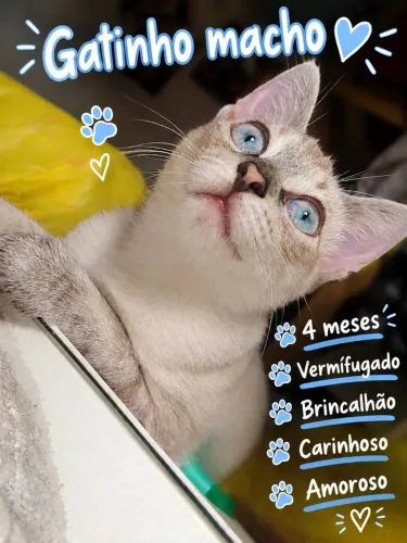 Doação de gatinho macho 
