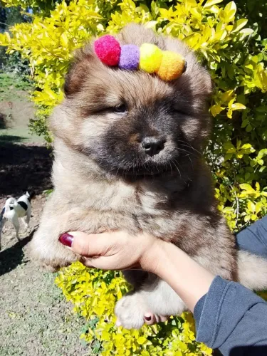 Lindíssimo Chow Chow Disponível ?
