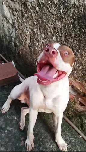 pitbull procurando namorada