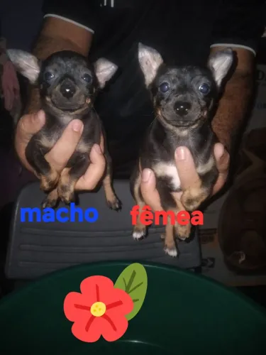 Pinscher lindos filhotes 