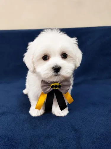 Cachorro maltês macho com vermífero!!!!!