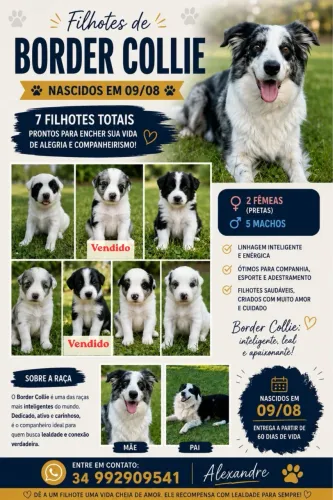 Filhotes Boder Collie 