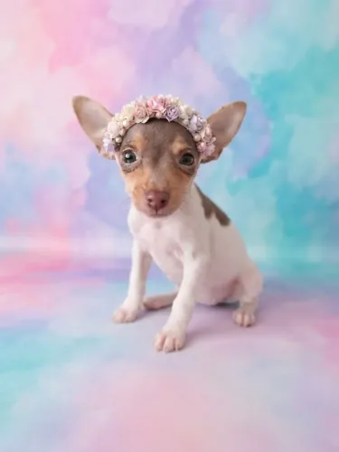 Pinscher Menina Amorosa e Companheira