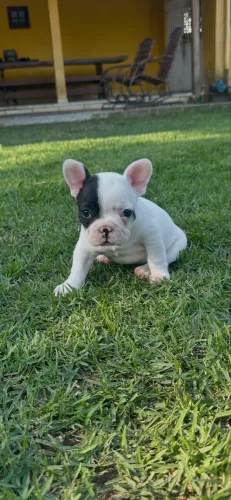 Filhote buldogue francês