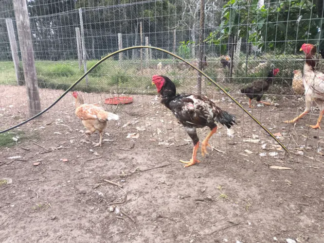 Galo índio gigante
